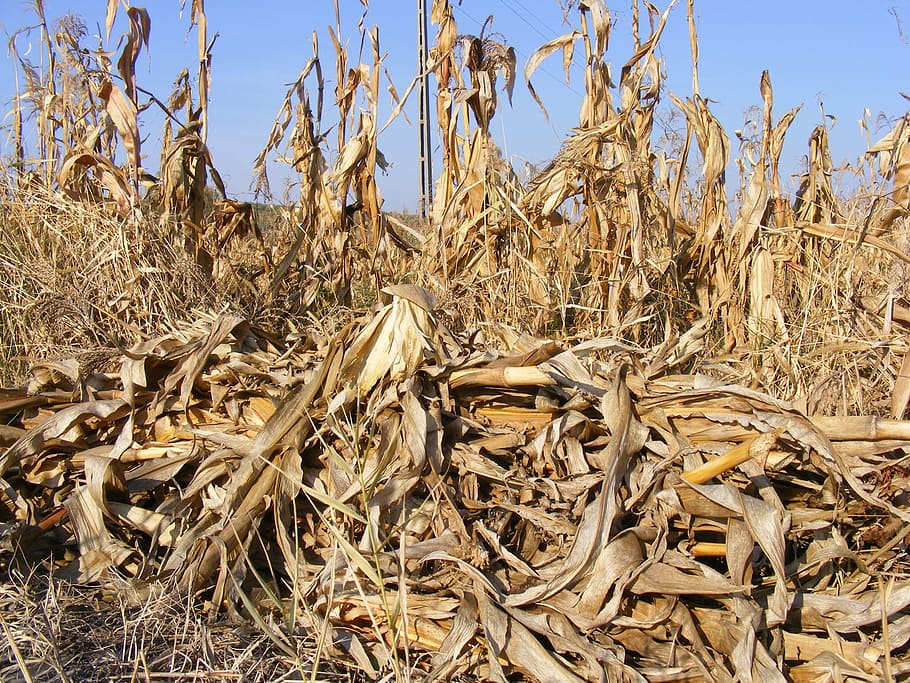 agriculture, corn, dried, fall, field, stalks, autumn, plants HD wallpaper