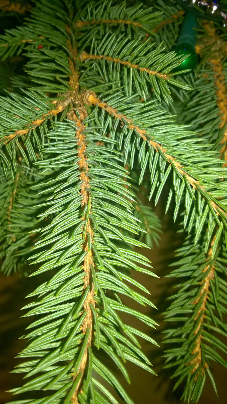 Spruce, Tree, Winter, Needles, Nature, sprig, closeup, view HD wallpaper