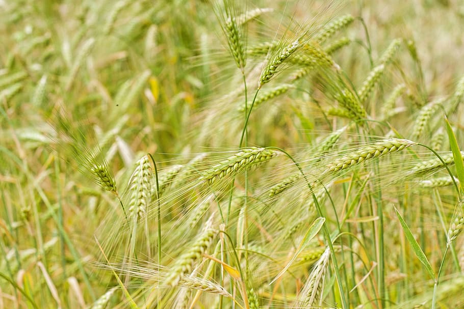green wheat, green rice grains, life, grass, field, pasture, barley HD wallpaper