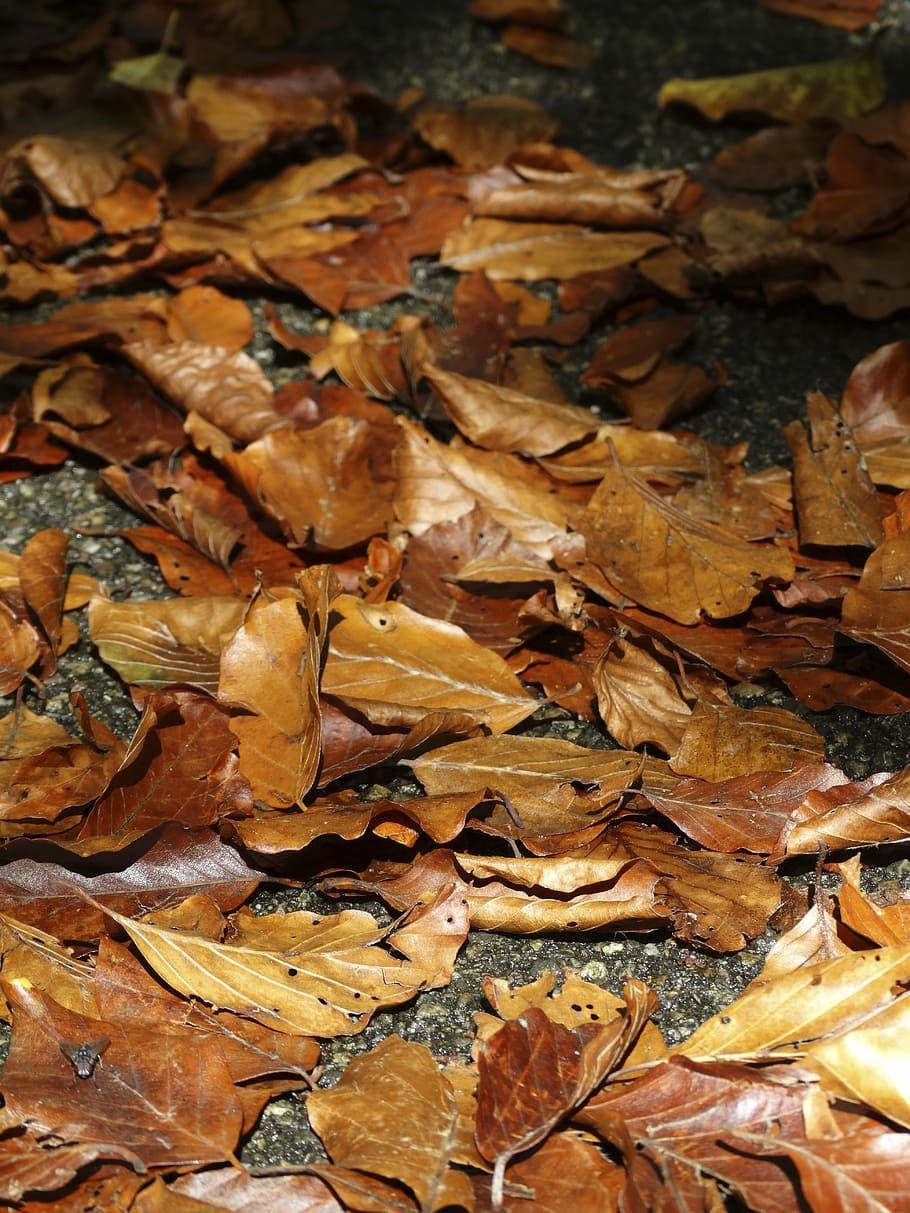fall foliage, leaves, brown, yellow, fall leaves, autumn, leaf HD wallpaper