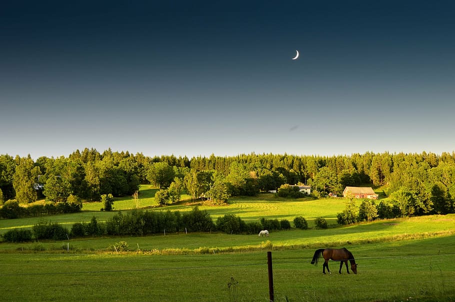 brown horse eating grass on field with trees under blue sky HD wallpaper