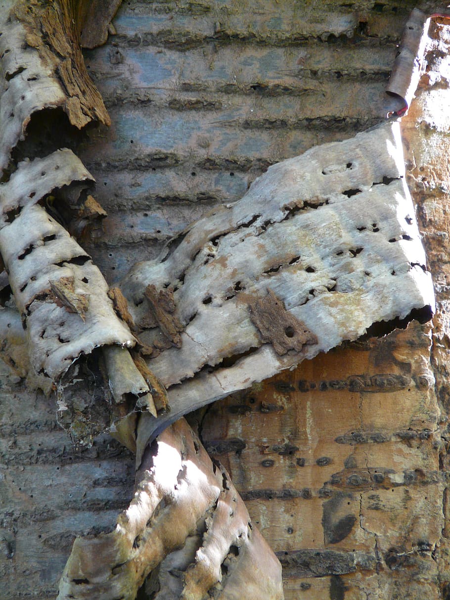 Tree Bark, Cherry, Cherry, cherry bark, flake, replace, fall off, HD wallpaper