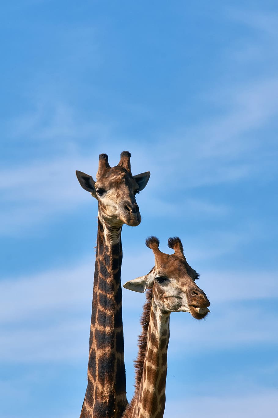 two brown giraffes, wildlife photography of two giraffes, blue HD wallpaper