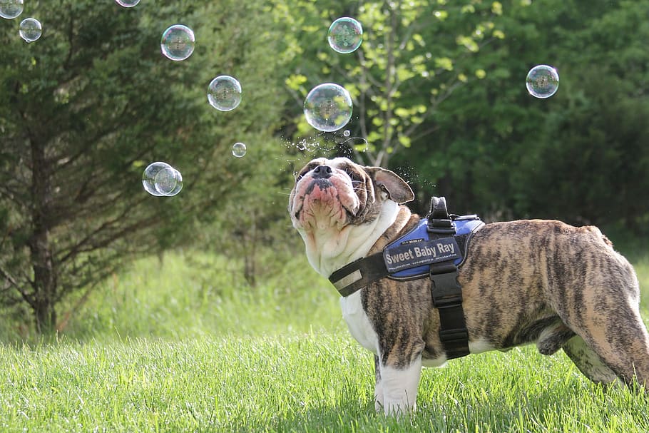 short-coated brown dog standing on grass field, bubbles, bulldog HD wallpaper