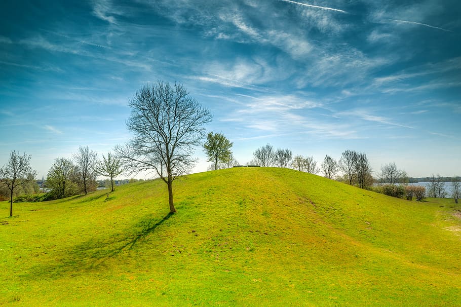 black bare tree on grass field, panoramic, landscape, nature HD wallpaper