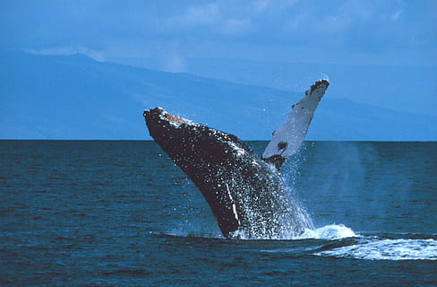 whale on body of water during daytime, humpback whale, breaching HD wallpaper