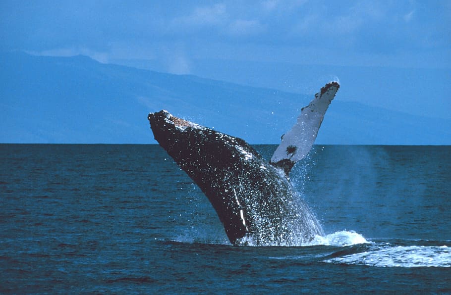 whale on body of water during daytime, humpback whale, breaching HD wallpaper