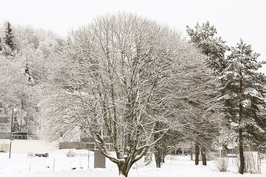 winter, snow, frost, tree, cold, cold temperature, plant, bare tree HD wallpaper