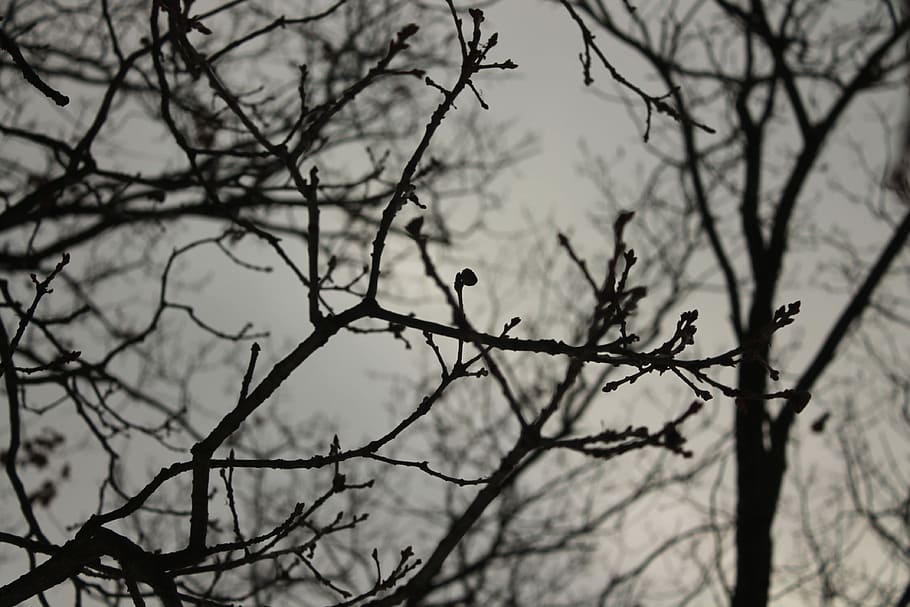 Tree, Dark, Winter, Mysterious, autumn, bare tree, branch, no people HD wallpaper