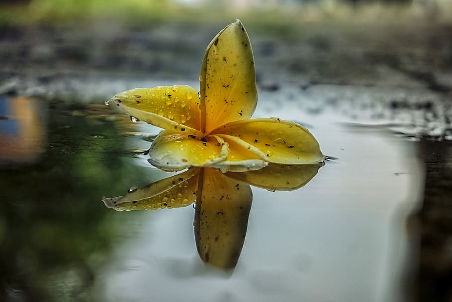 flower, reflection, nature, leaf, color, yellow, water, close-up HD wallpaper