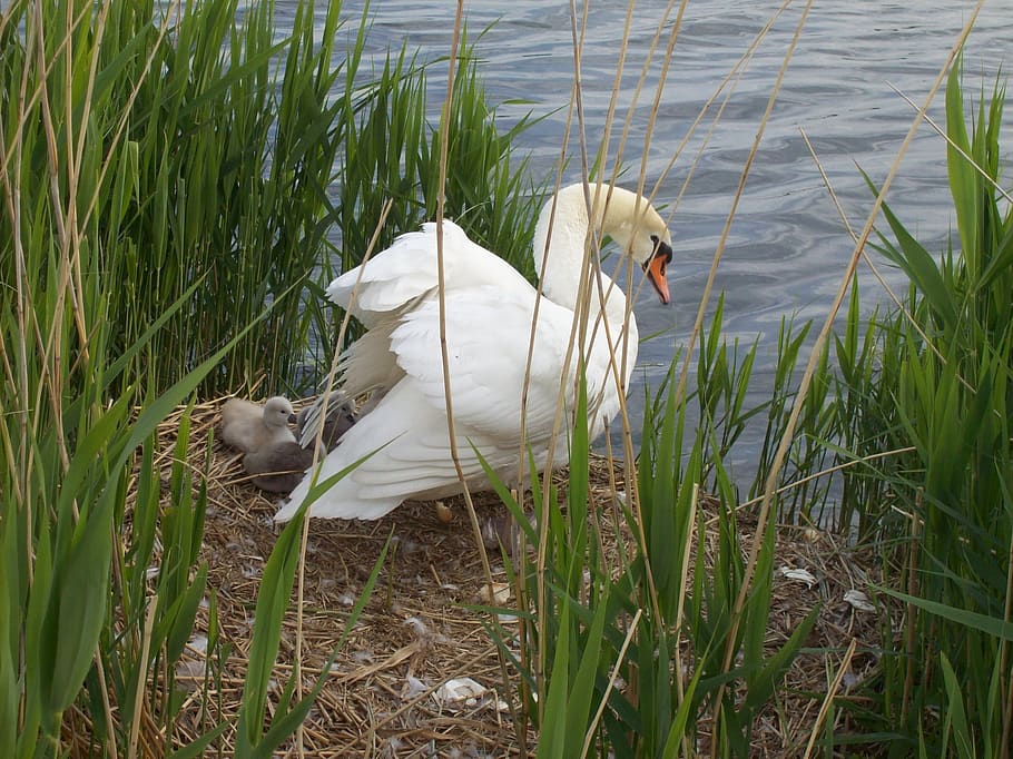 swan, animal, animal themes, bird, vertebrate, water, plant HD wallpaper