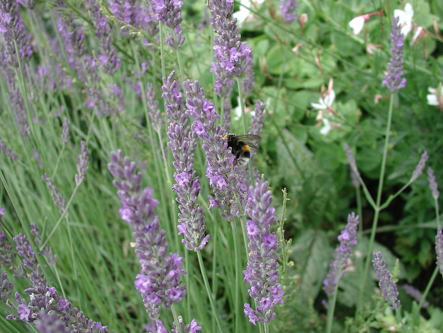 lavender, bumblebee, flowers, garden, purple, flowering plant HD wallpaper