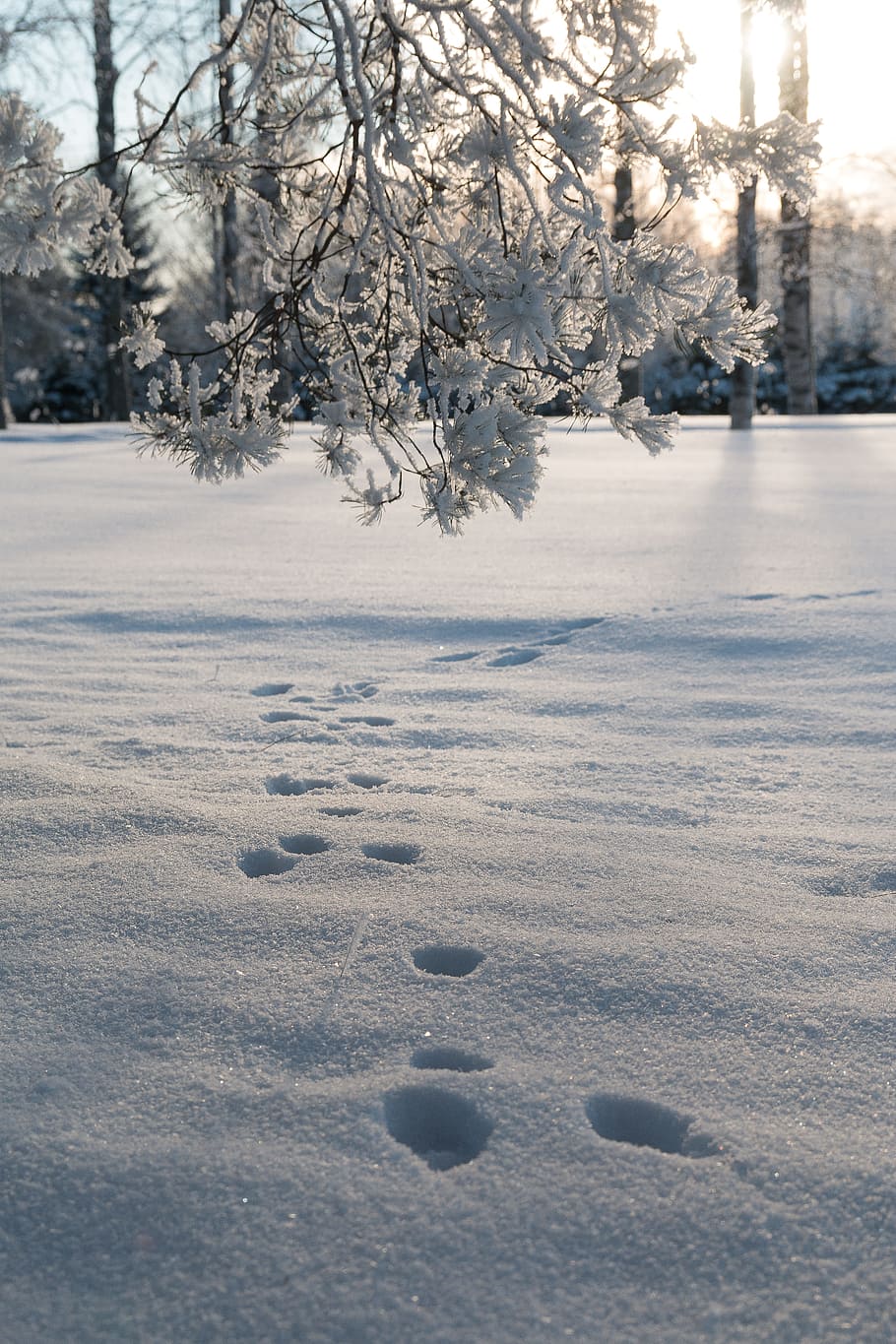 Winter, Snow, Nature, cold temperature, weather, frozen, tree HD wallpaper