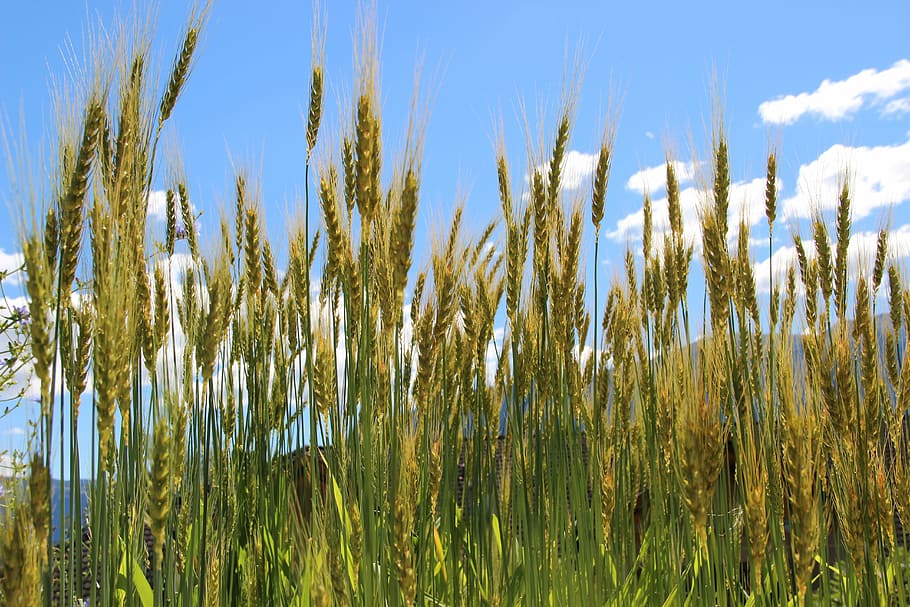 cereals, wheat, cornfield, nature, agriculture, blue, sky, growth HD wallpaper