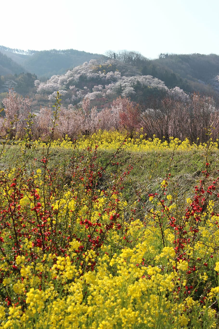 fukushima, cherry blossom viewing mountains, rape blossoms, HD wallpaper