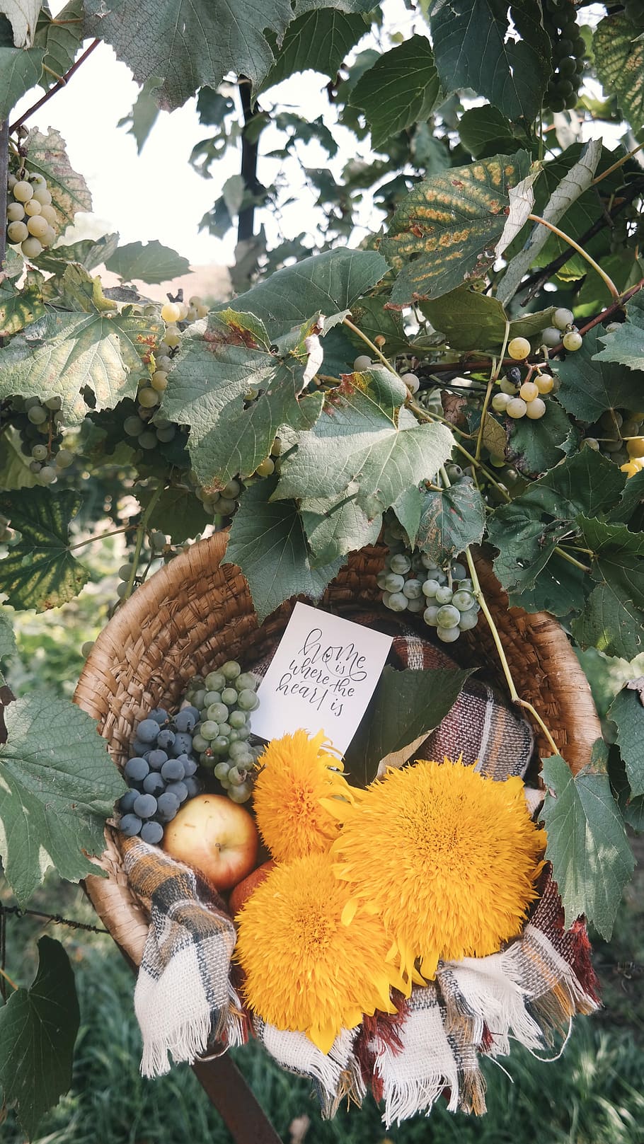 assorted fruits in brown basket, untitled, foliage, grape, grapevine HD wallpaper