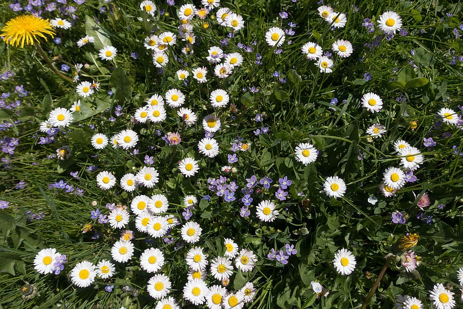 meadow, spring, flower, daisy, dandelion, white, grass, blossom HD wallpaper