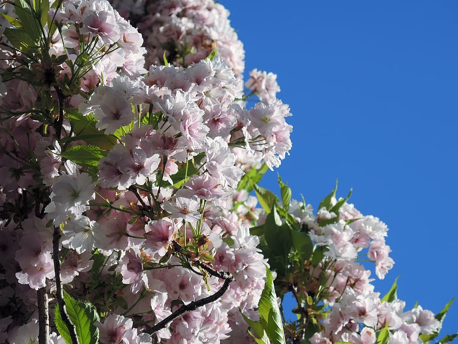 flowers, spring, nature, sky, background, white, pink, blossom HD wallpaper