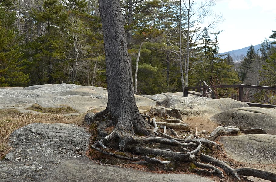 tree, root, tree root, rock, bald, landscape, nature, plant HD wallpaper