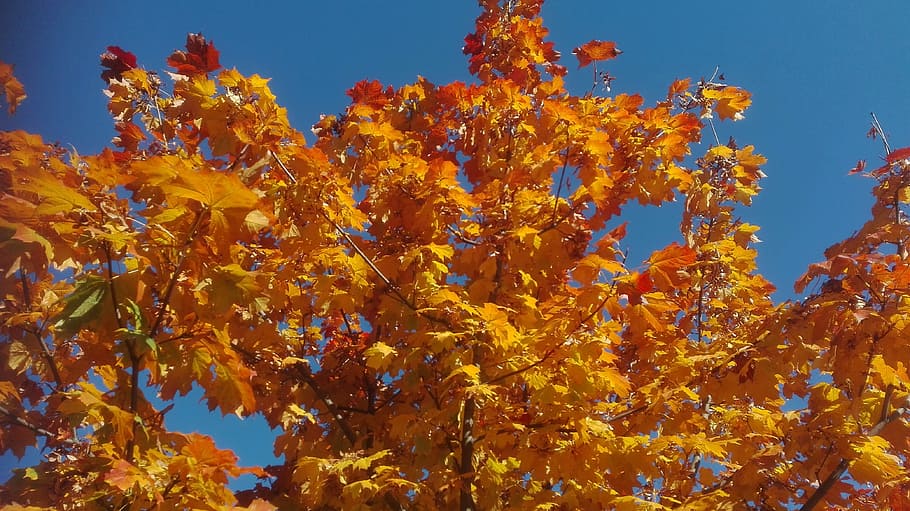 autumn, tree, leaves, growth, change, low angle view, plant HD wallpaper