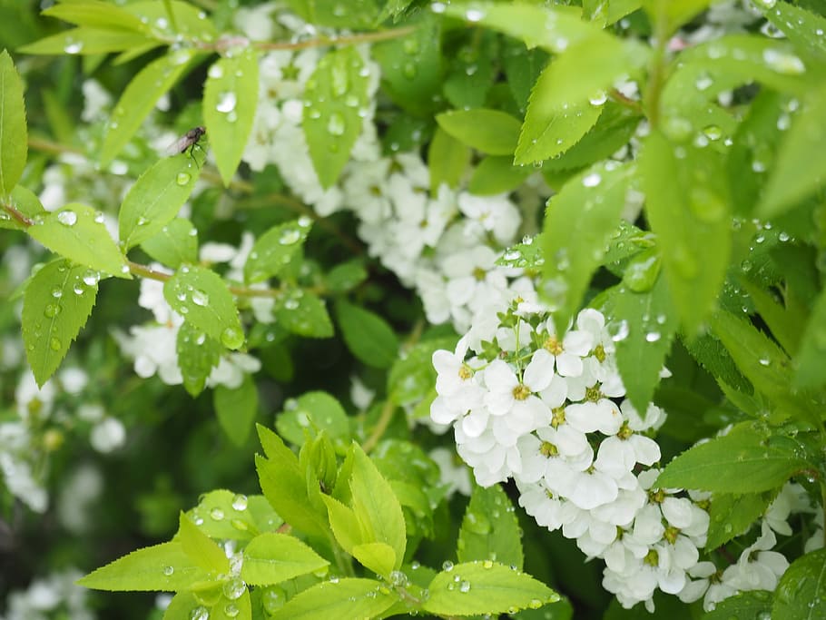 Spiraea Thunbergii, Flowers, Leaf, rain, drop of water, plant HD wallpaper
