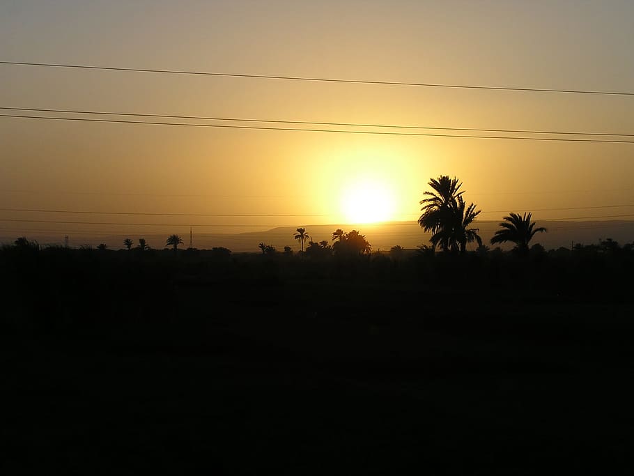 egypt, sunset, landscape, sky, plant, palm tree, cable, silhouette HD wallpaper
