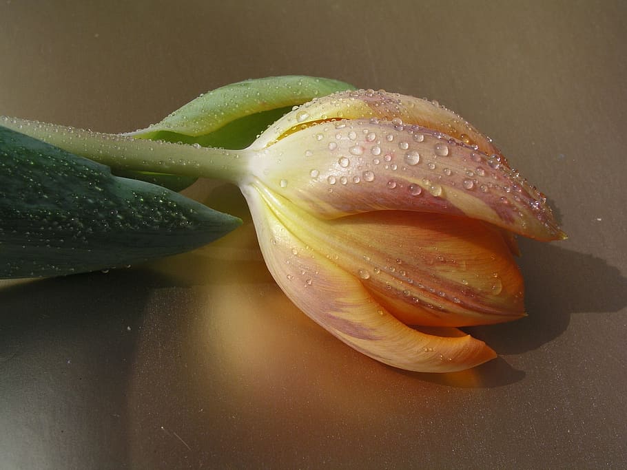 tulips, flower, bloom, freshness, food and drink, healthy eating HD wallpaper