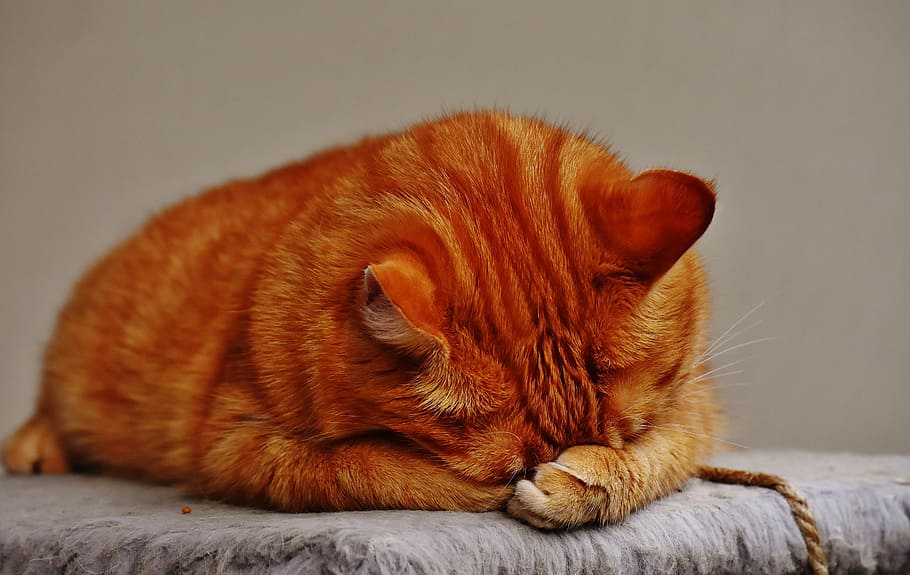 brown cat on gray surface, red, sleep, cute, mackerel, tiger HD wallpaper