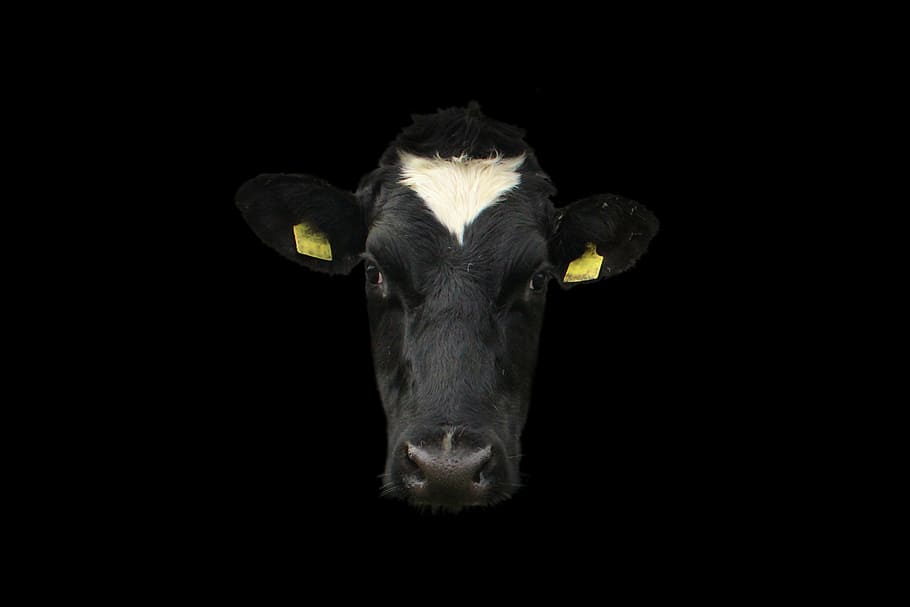 cow, cow face, cow portrait, animal, agriculture, cattle, farm, HD wallpaper