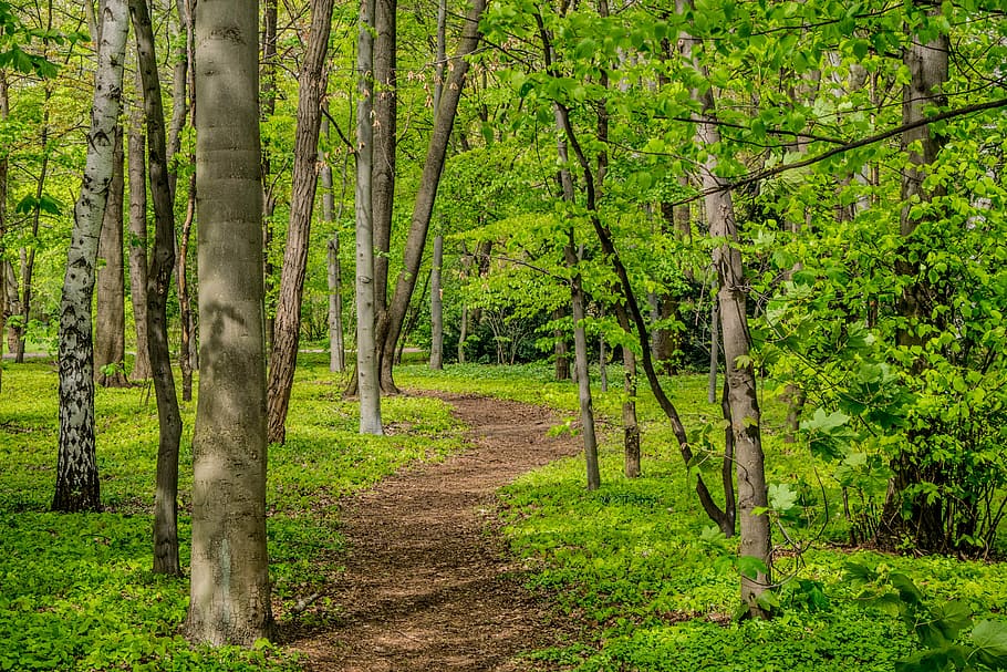 berlin, park, green, trees, path, walking, nature, germany HD wallpaper