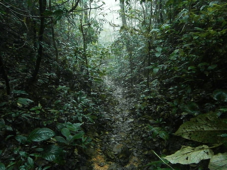 green forest, jungle, rain, tropical, trail, hiking, rainforest, HD wallpaper