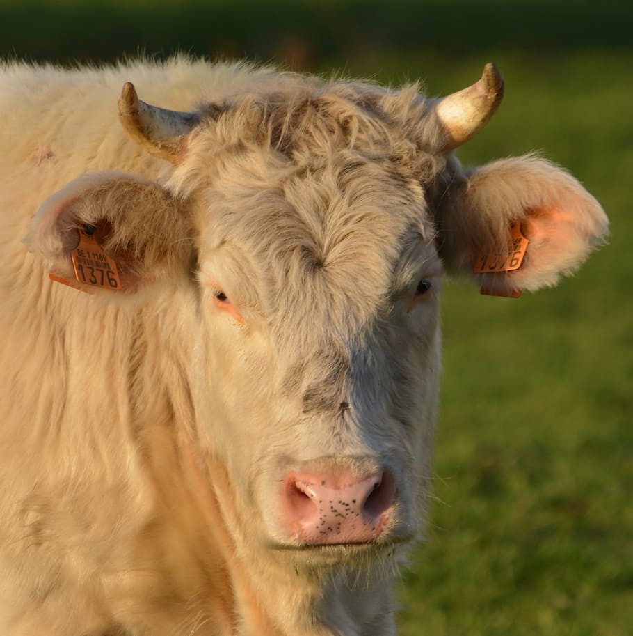 Cow, Beef, Animal, livestock, one animal, animal themes, domestic animals HD wallpaper