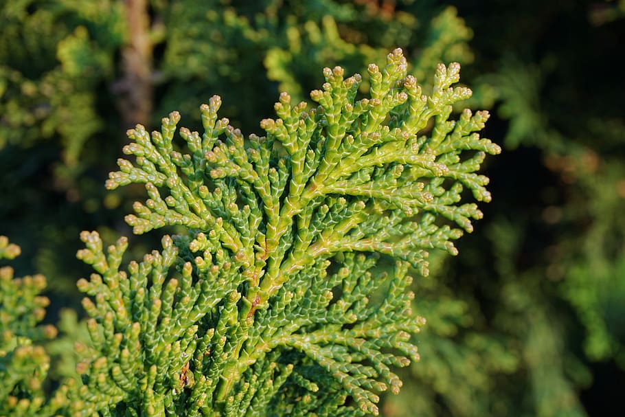 Thuja, Plant, Nature, Branch, Tree, tree of life, green, cupressaceae, HD wallpaper