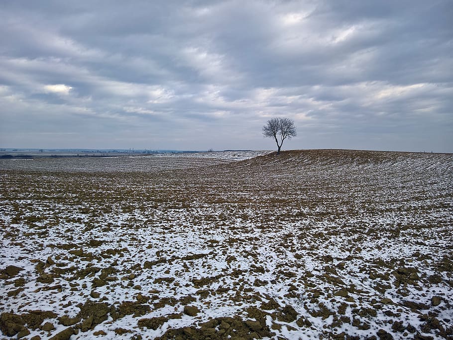 nature, winter, field, alone, trees, sky, cloud - sky, snow HD wallpaper
