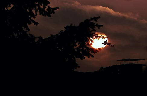 trees over full moon, moonlight, night, creepy, night sky, darkness HD wallpaper