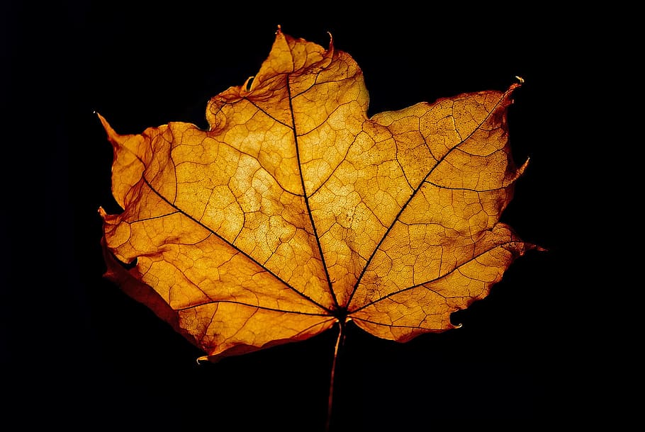 brown leaves, leaf, macro, background, season, color, fall HD wallpaper
