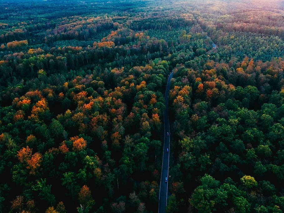 aerial photography of concrete road surrounded by forest, Germany HD wallpaper