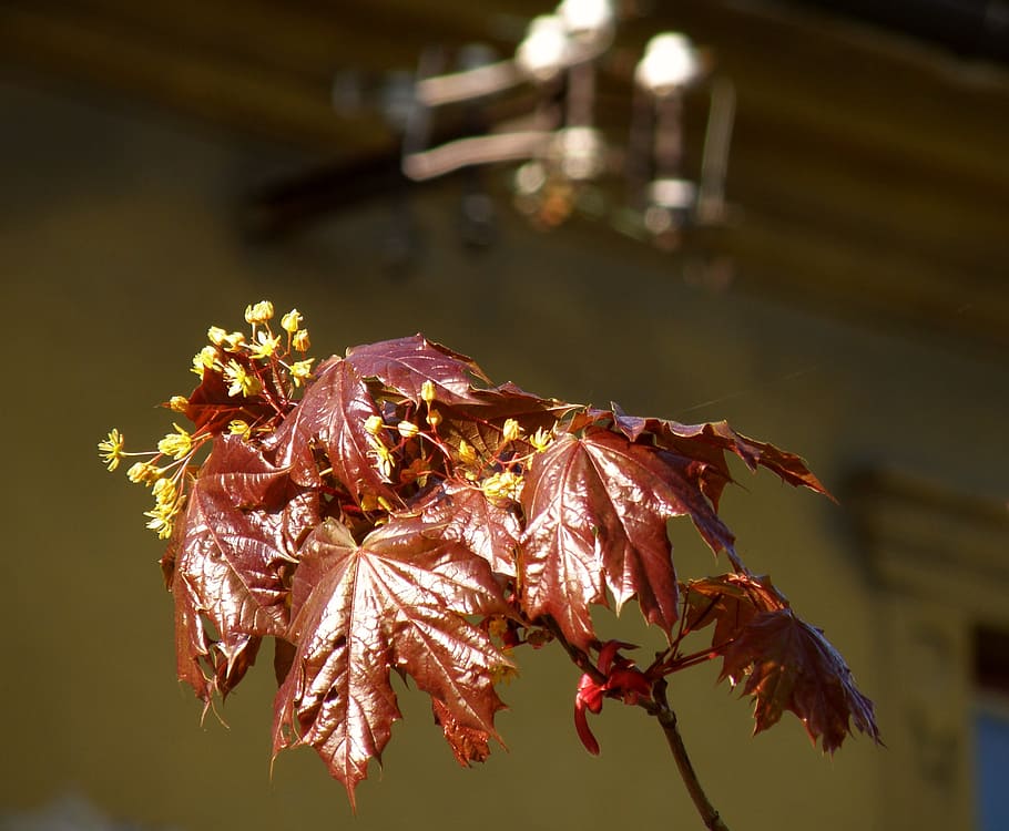 Spring, Lipník, Maple, leaf, autumn, nature, close-up, flower HD wallpaper