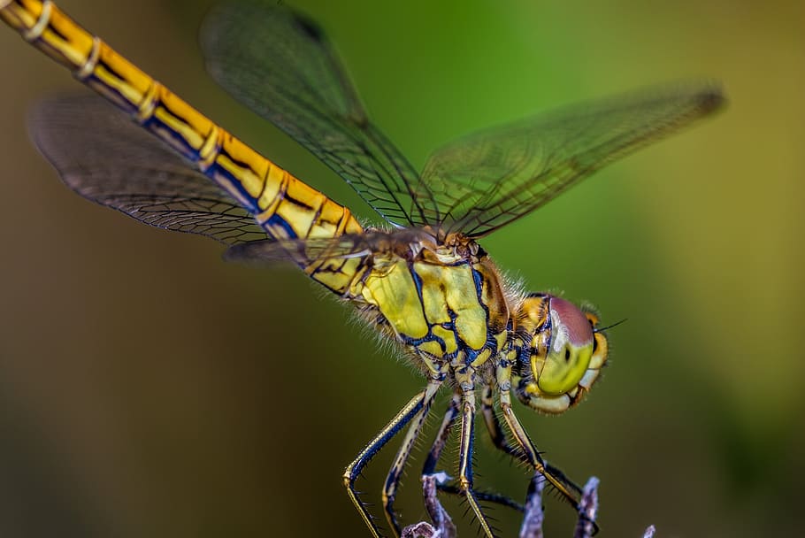 dragonfly, nature, insect, close, animals, macro, wildlife photography HD wallpaper