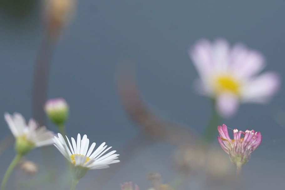 flowers, atmosphere, bokeh, flowering plant, freshness, beauty in nature HD wallpaper