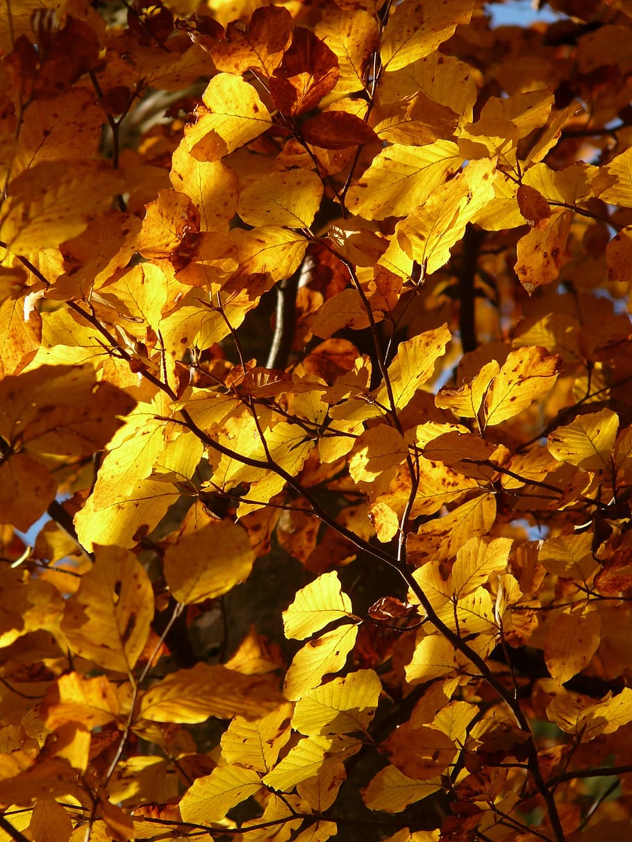 beech, fagus sylvatica, deciduous tree, golden autumn, golden october HD wallpaper