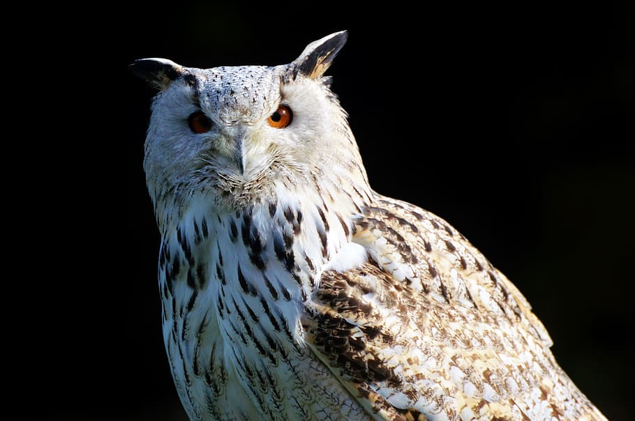 Hd Wallpaper White And Brown Owl With Black Background Barn Owl