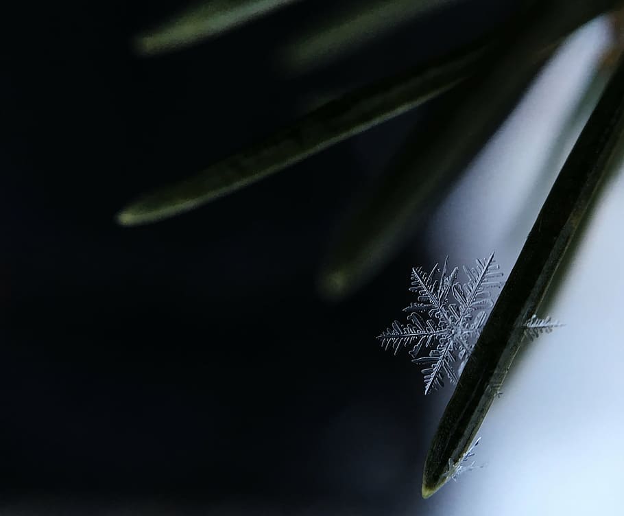 snowflake, ice, frost, structure, close, close up, macro, cold HD wallpaper