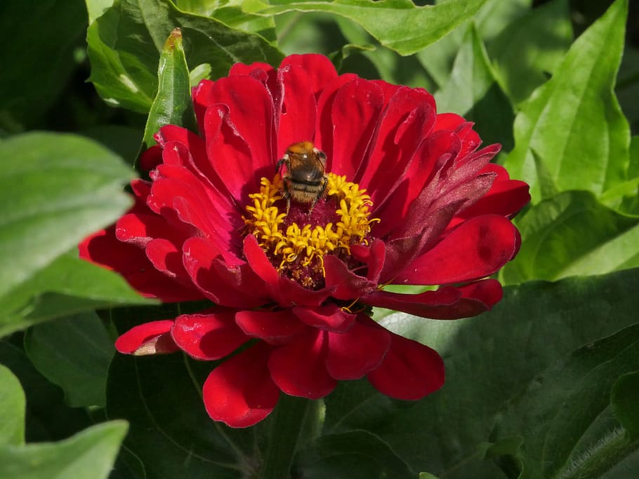 hummel, flower, insect, close, plant, pollen, flowering plant HD wallpaper
