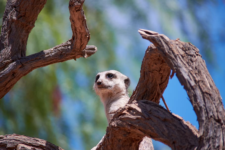 A diligent Meerkat keeping watch over the youngsters, Makgadikgadi Pans,  Botswana | Wildlife photos, Meerkat, Animal behavior