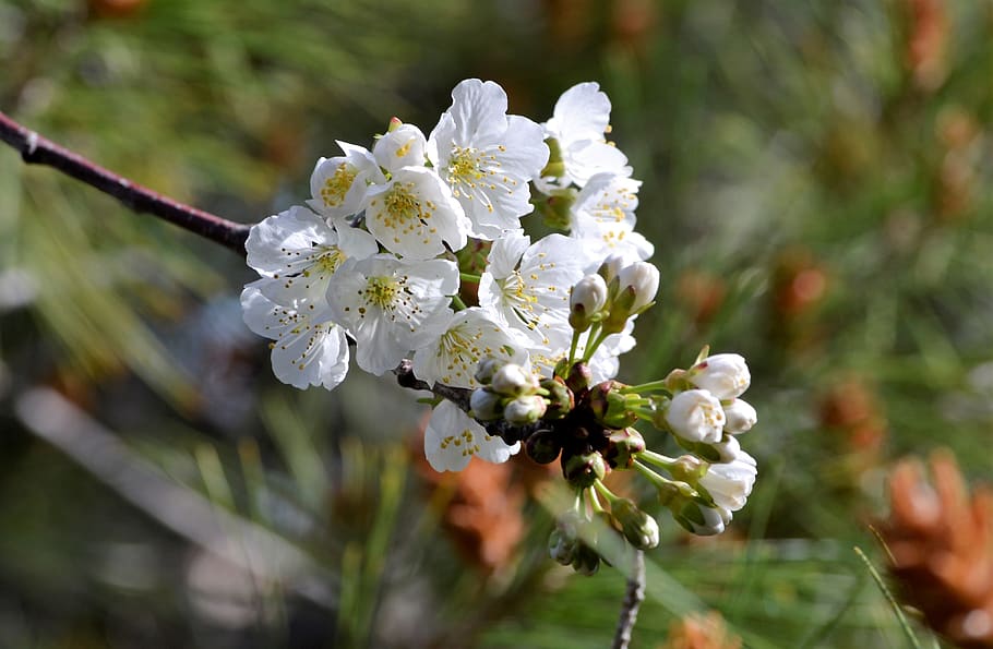 cherry, spring, flowers, garden, tree, flowering plant, fragility HD wallpaper