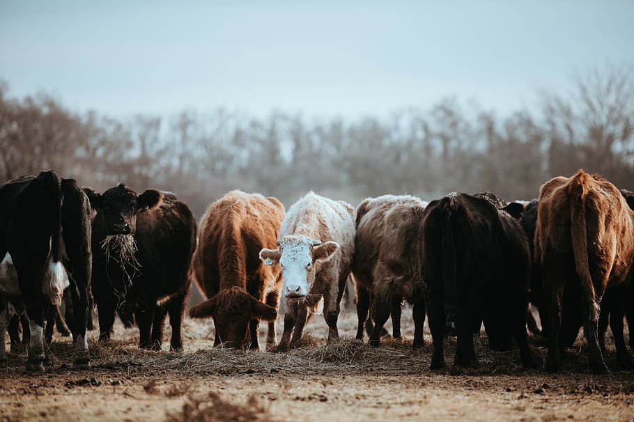 Cows grazing on a winters morning, assorted-color of cow, cattle HD wallpaper