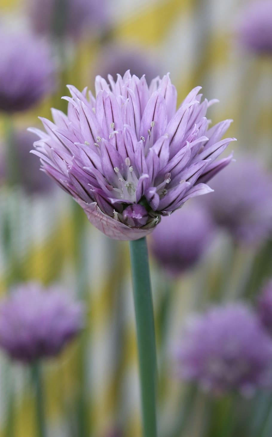 chives, spring, purple, flower, flowering plant, vulnerability HD wallpaper