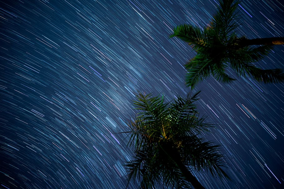time-lapse photography of meteor shower, low angle photography of palm trees and stars in timelapse photography during HD wallpaper
