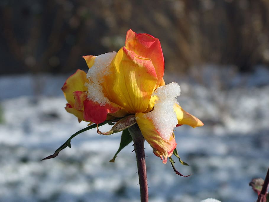 chicago peace tea rose, early snow, numb, flower, early winter, HD wallpaper